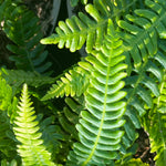 Fern - Blechnum-Spicant - Part of Fern Collection, Plants for Ponds