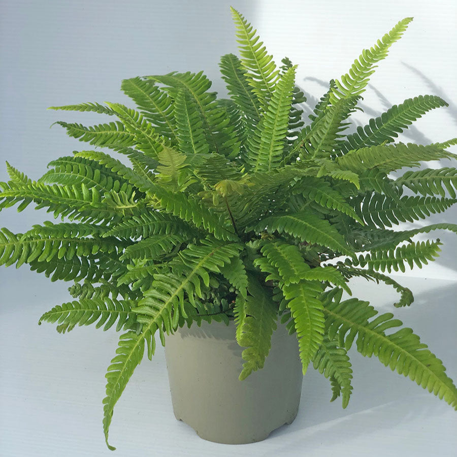 Fern - Part of Shady Pondside Collection - Plants for Ponds