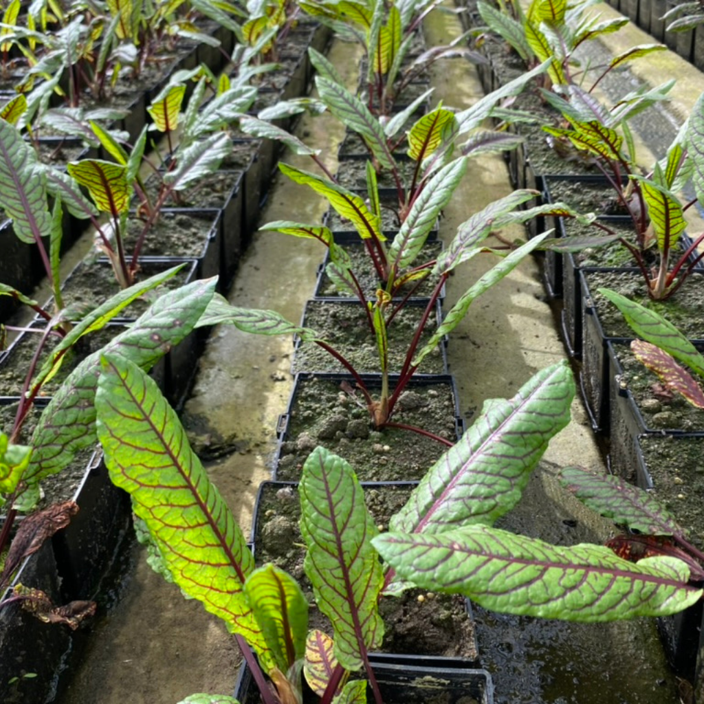 Bloodwort Wood Dock | Rumex sanguineus