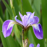 Blue Flag | Iris versicolor
