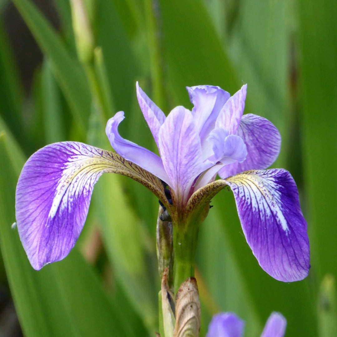 Blue Flag  Iris versicolor
