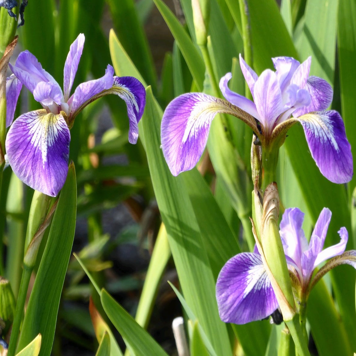 Blue Flag-(Iris versicolor)