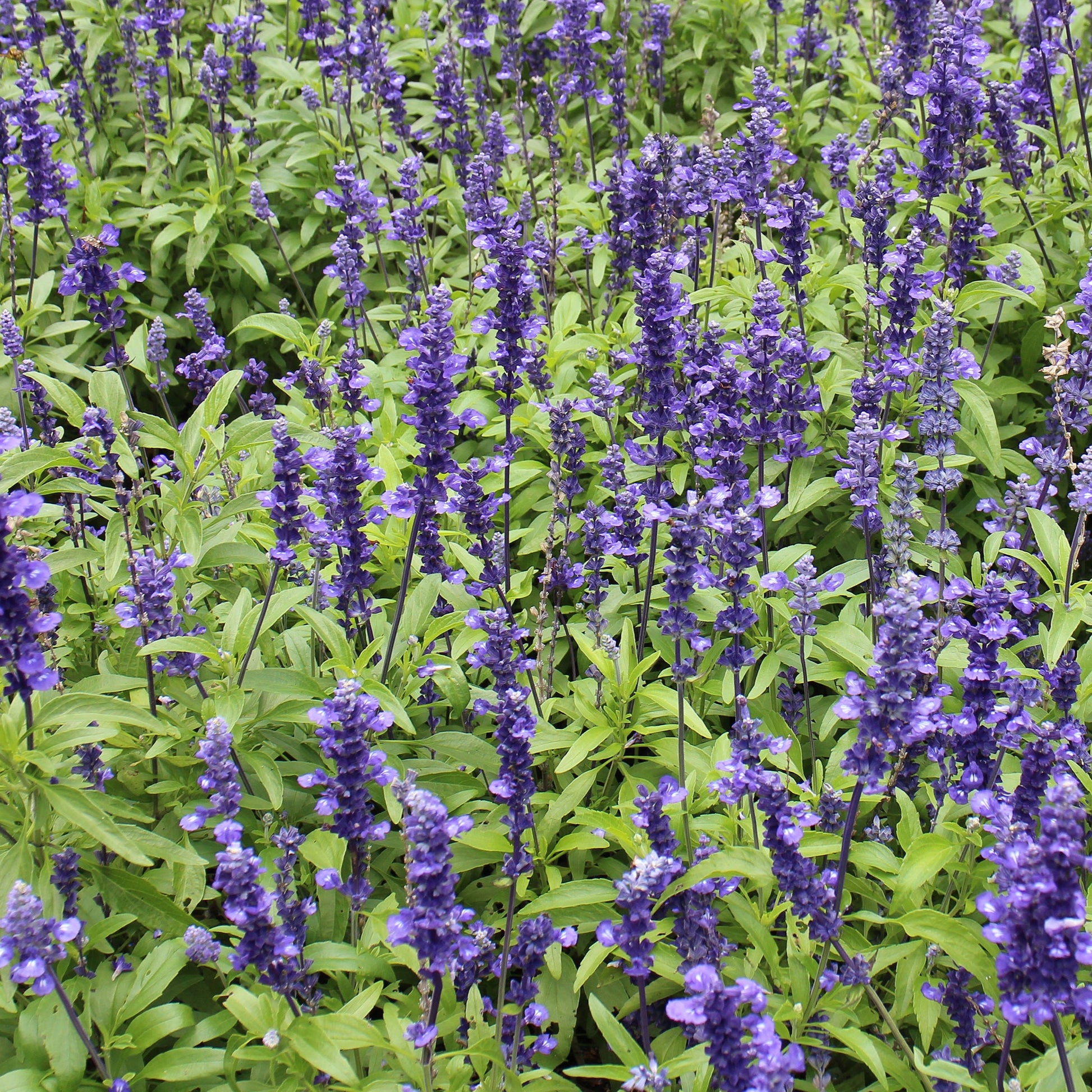 Blue Salvia Flower Perennial - Plants for Ponds