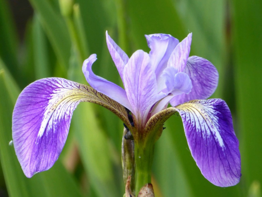 Rushes & Reeds for Ponds | Wildlife Shelter & Water Filtration – Plants ...