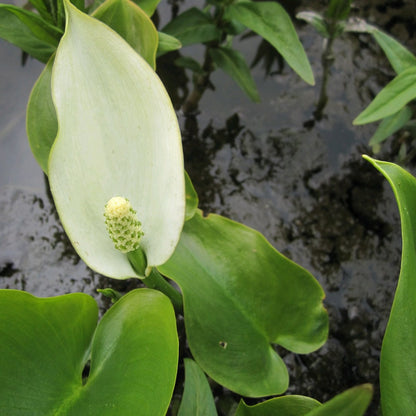 Bog Arum | Calla palustris