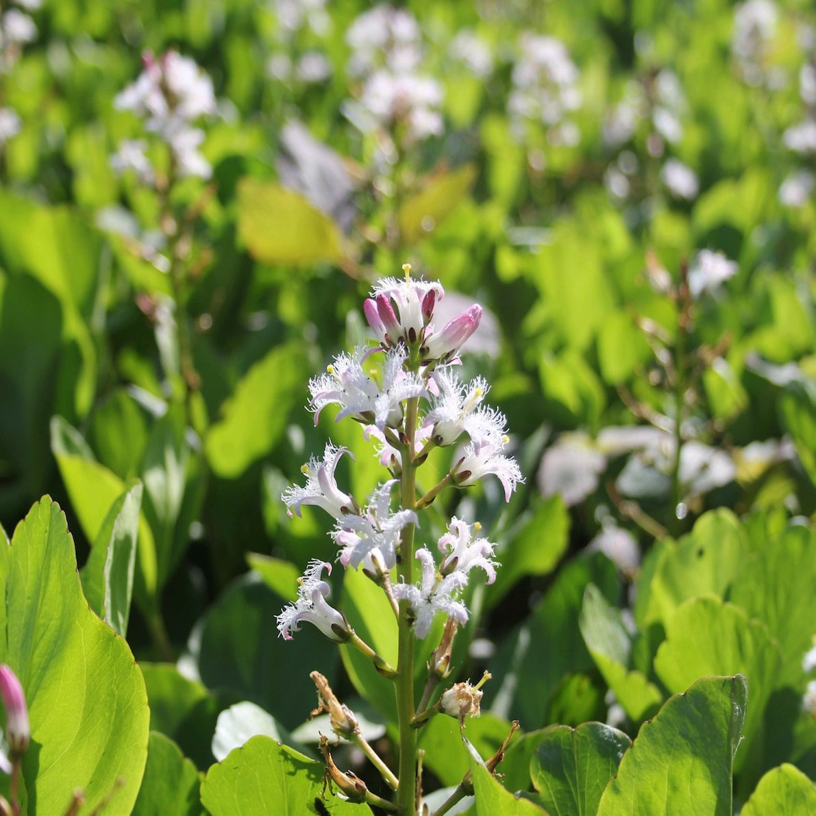 Bog Bean | Menyanthes trifoliata