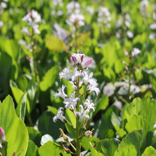 Bog Bean | Menyanthes trifoliata