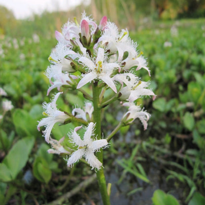 Bog Bean | Menyanthes trifoliata