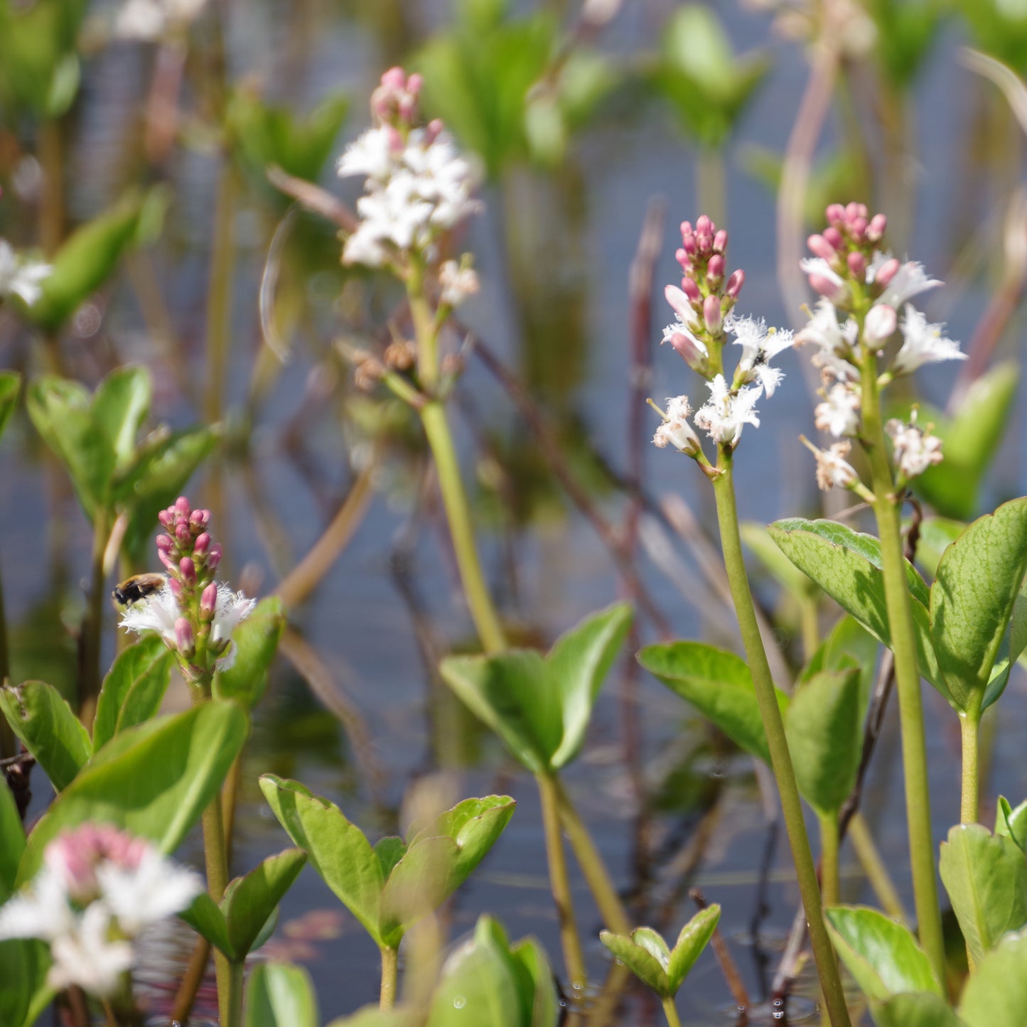 Bog Bean | Menyanthes trifoliata