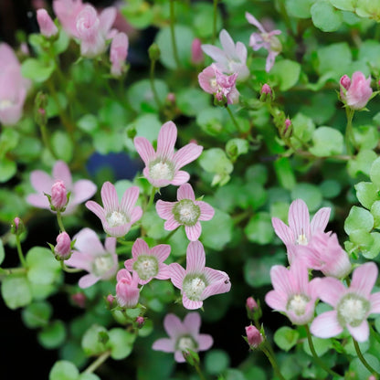 Bog Pimpernel - Carpet Forming Bog Plant with Pretty Pink Flowers