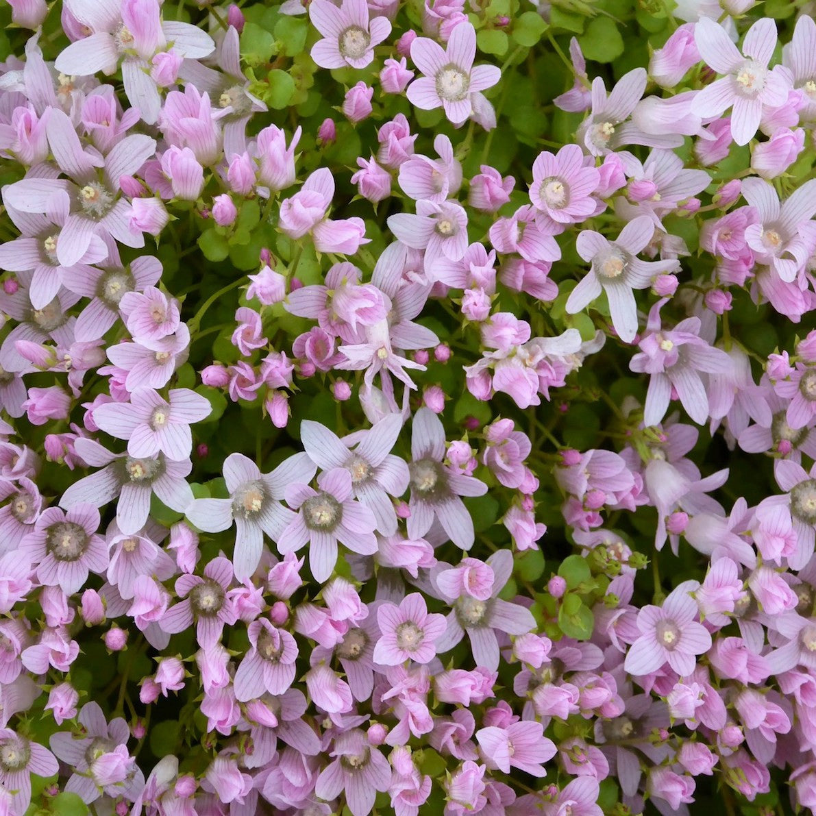 Bog Pimpernel - A Pond Plant, great for boggy areas, produces lots of pink flowers and low growing.