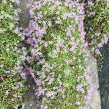 Bog pimpernel | Anagallis Tenella