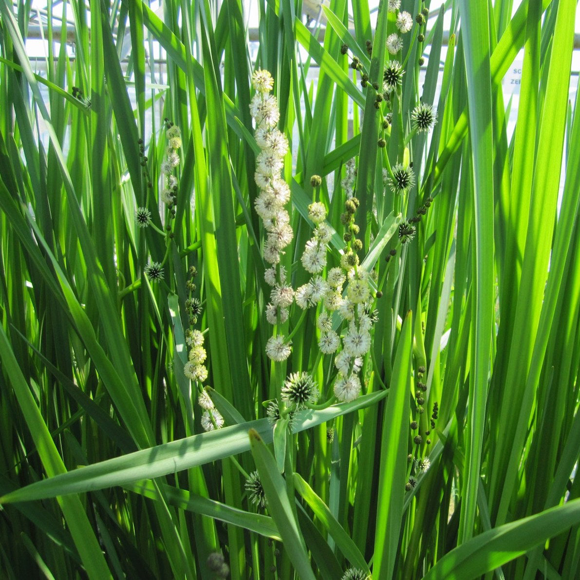 Branched Bur-reed (Sparganium erectum) | Tall Foliage for Large Ponds ...