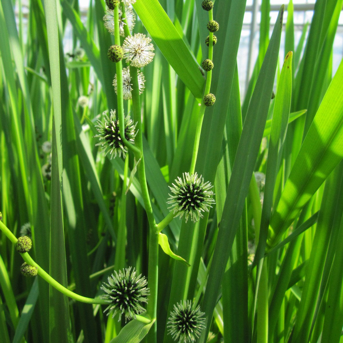 Branched Bur-reed | Sparganium erectum