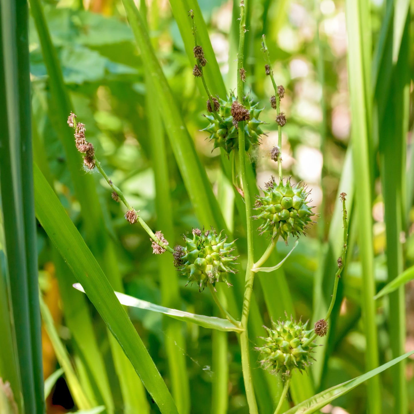 Branched Bur-reed | Sparganium erectum