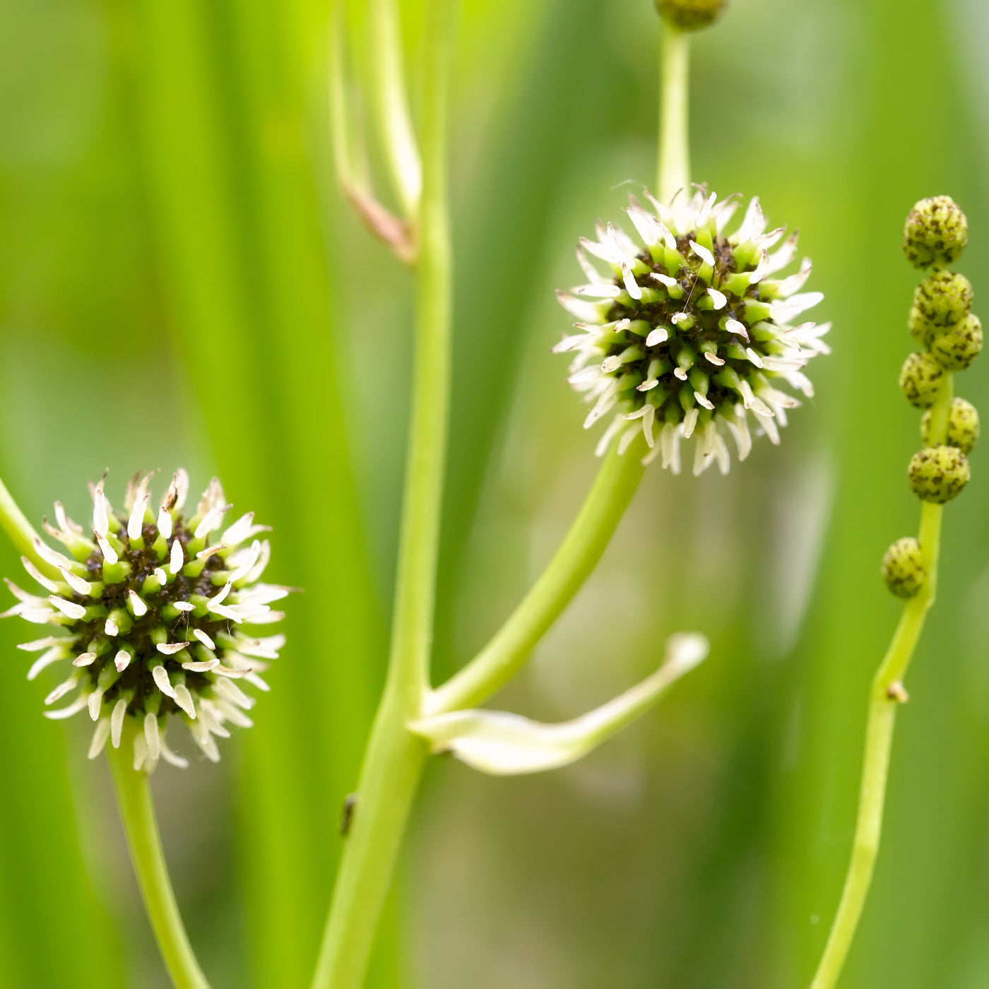 Branched Bur-reed-(Sparganium erectum)