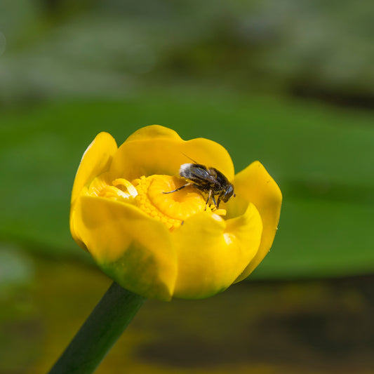 Brandy Bottle-(Nupar lutea)