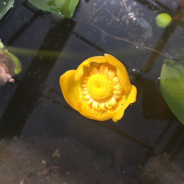 Brandy Bottle | Nupar lutea