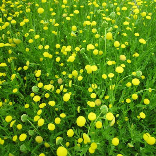 Brass Buttons-(Cotula coronopifolia)