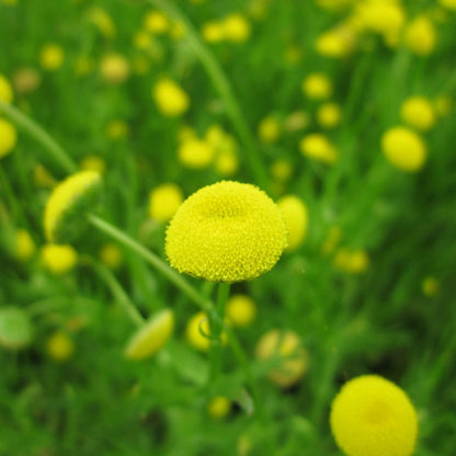 Brass Buttons | Cotula coronopifolia