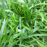 Brazilian Micro Sword | Lilaeopsis brasilensis