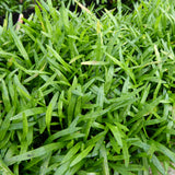 Brazilian Micro Sword | Lilaeopsis brasilensis