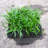 Brazilian Micro Sword | Lilaeopsis brasilensis