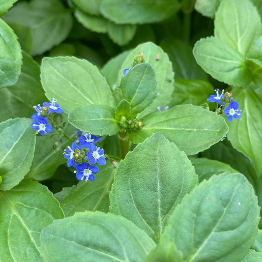 Brooklime-(Veronica beccabunga)