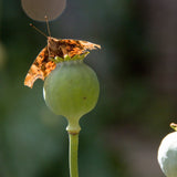 Brown Painted Butterfly on Poppy Seed Head - Plants for Ponds
