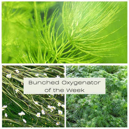 Bunched Oxygenator of the Week