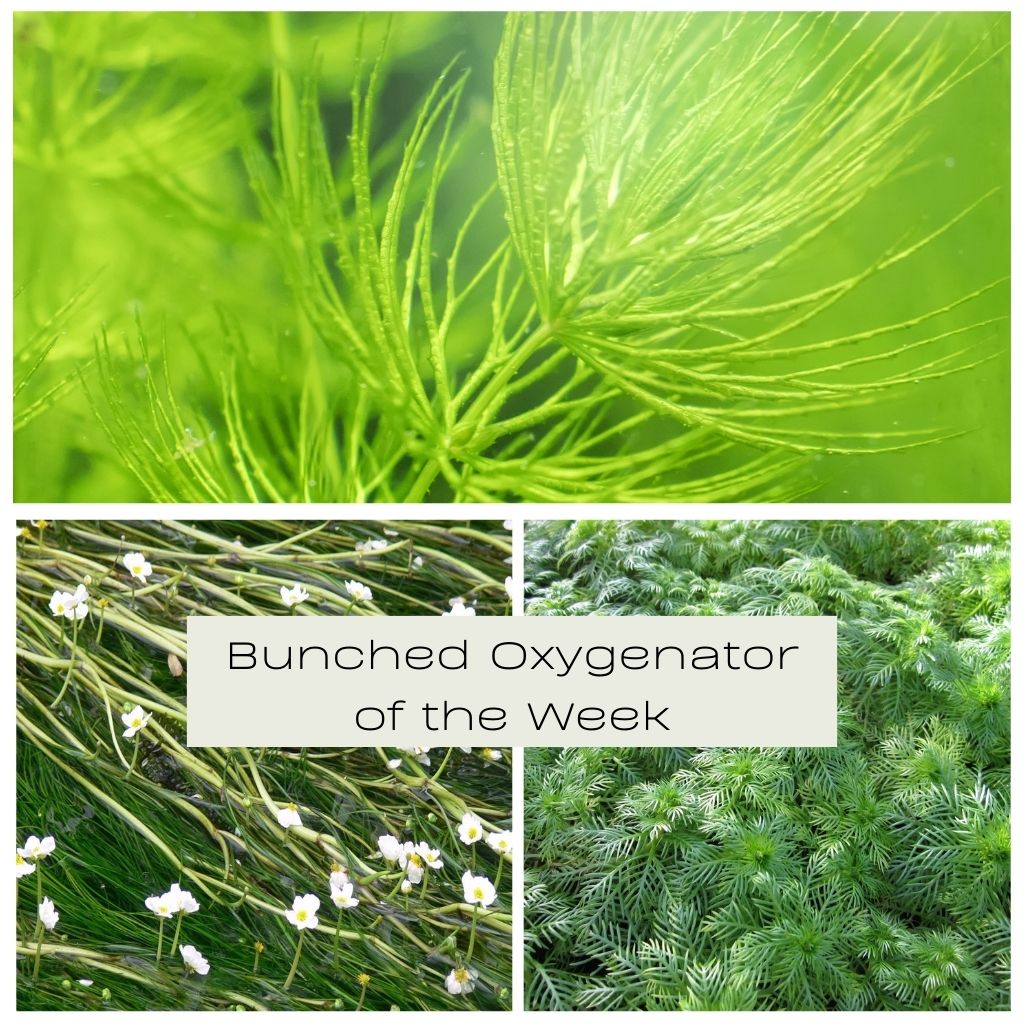 Bunched Oxygenator of the Week