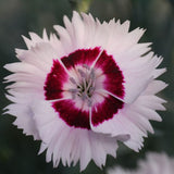 Dianthus Cocktail Collection
