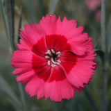 Dianthus Cocktail Collection