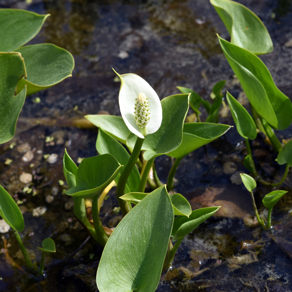 Bog Arum | Calla palustris