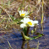 White Marsh Marigold | Caltha leptosepala