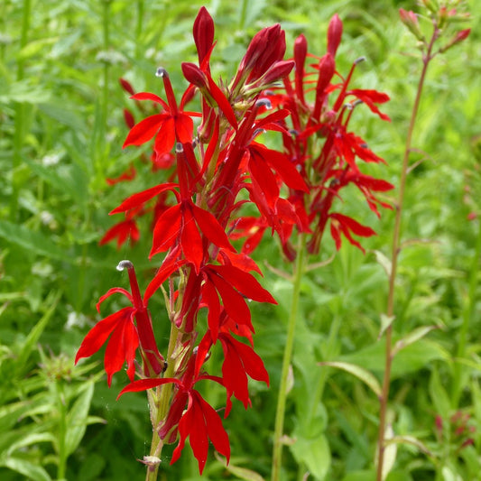 Cardinal flower | Lobelia cardinalis