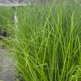 Slender Tufted Sedge | Carex acuta