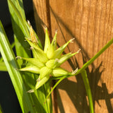 Mace Sedge | Carex grayi