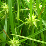 Carex Grayi or Mace Sedge, star shaped seed pods - Plants for Ponds