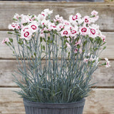Dianthus Cocktail Collection