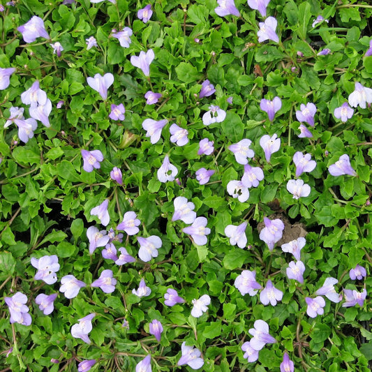 Chinese Marshflower-(Mazus reptans)