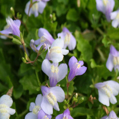 Chinese Marshflower | Mazus reptans