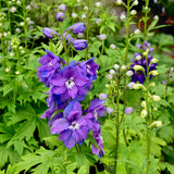 Delphinium Collection