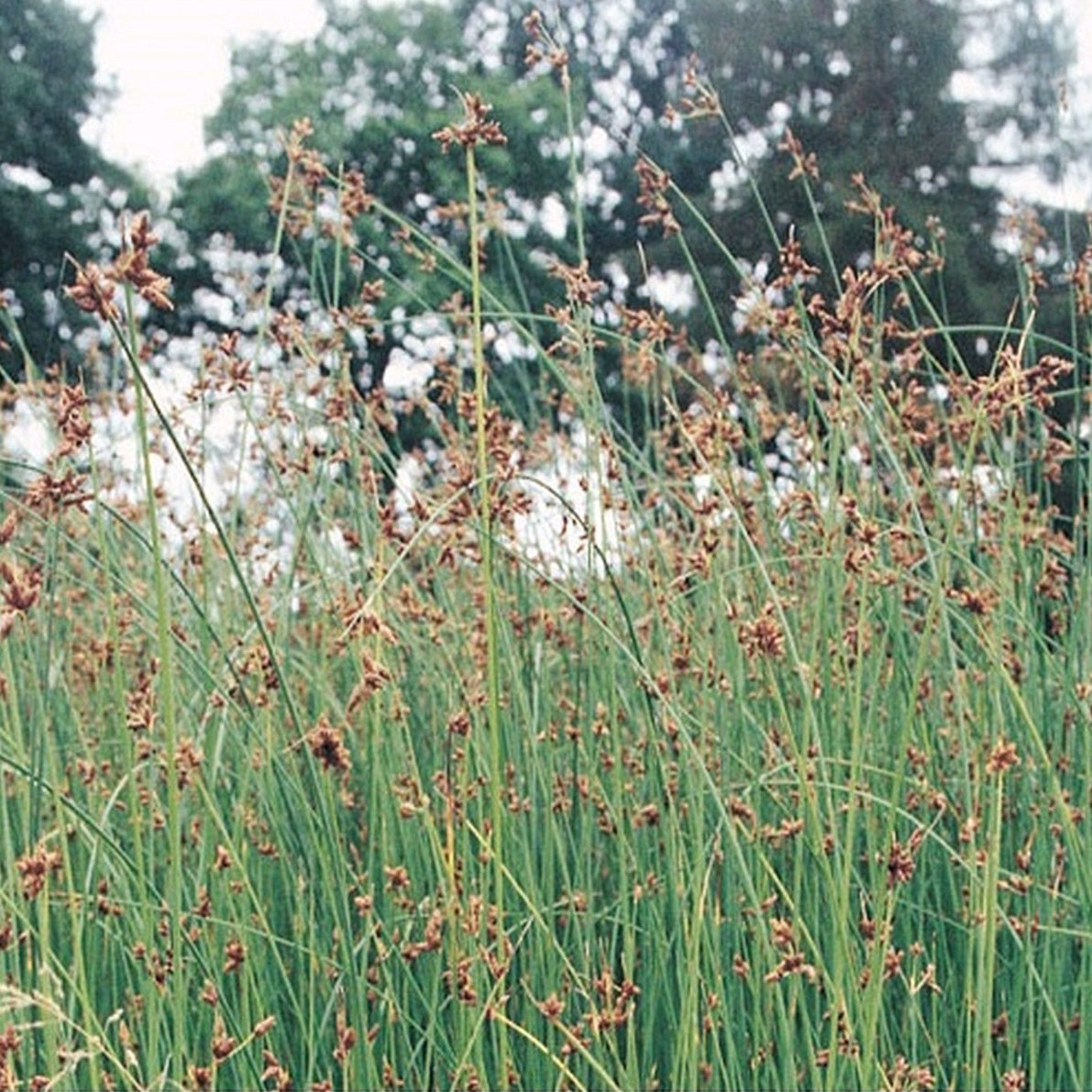 Club Rush | Scirpus lacustris