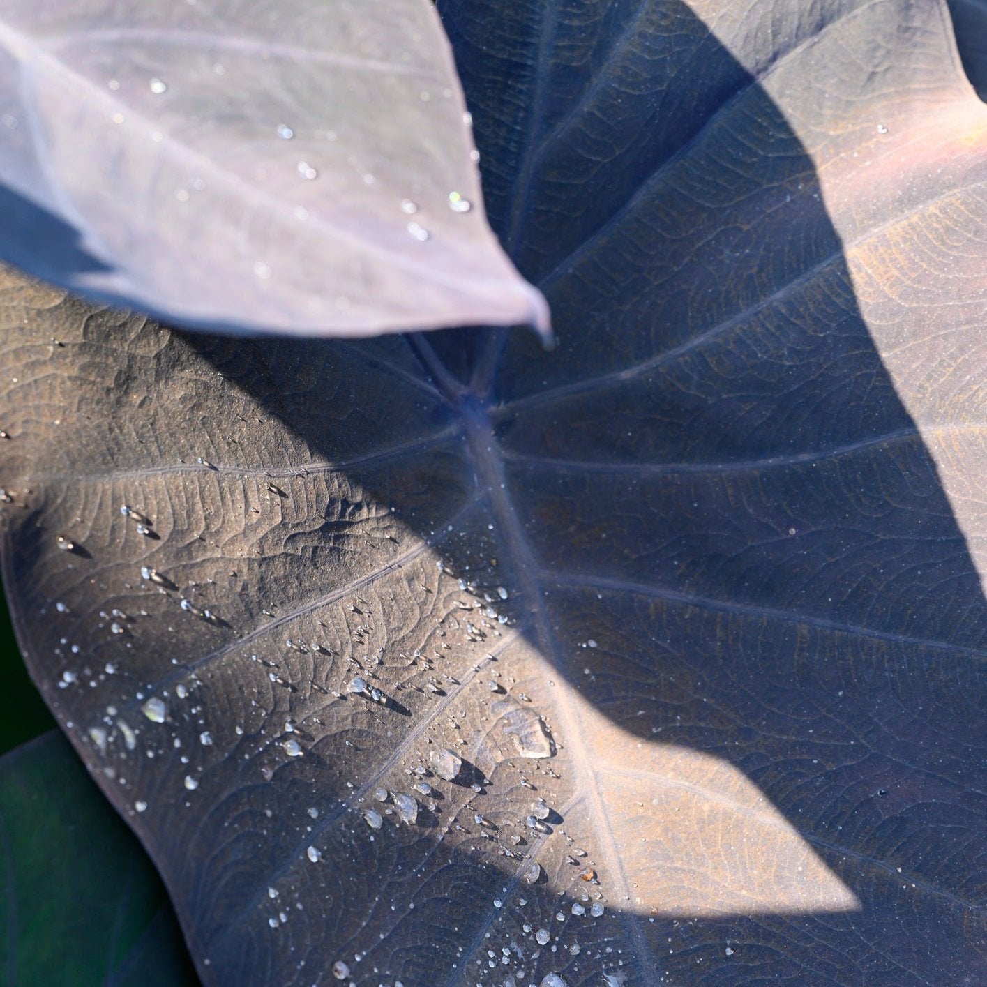 Elephant Ear | Colocasia rubra Black Magic