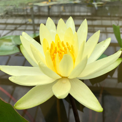 Colonel A J Welch Waterlily