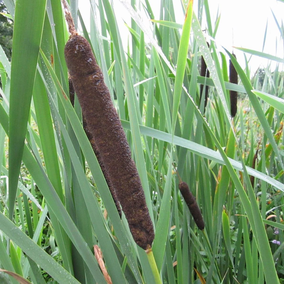 Common Bulrush | Typha latifolia