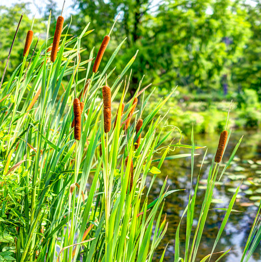 Common Bulrush-(Typha latifolia)