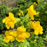 Common Monkey Flower | Mimulus guttatus