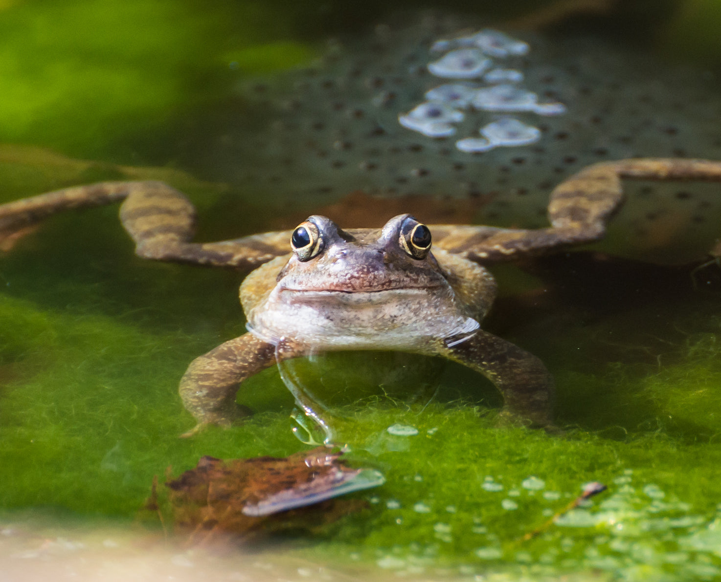 Frog in Pond (Plants for Ponds Ltd)